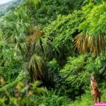 Sydney woman survives 21 days naked in jungle
