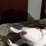 Santa fucks Easter bunny