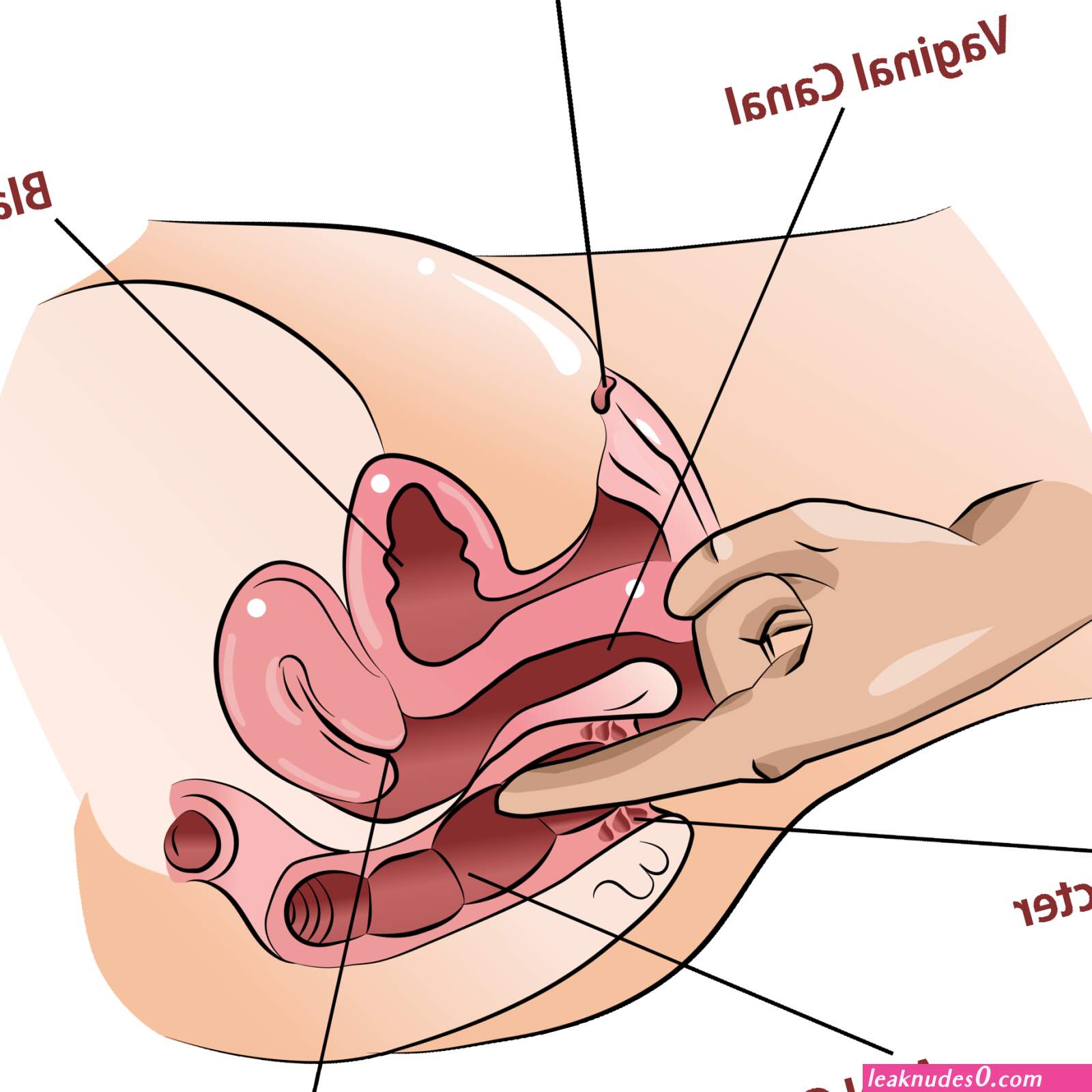 Anal for women (photos)