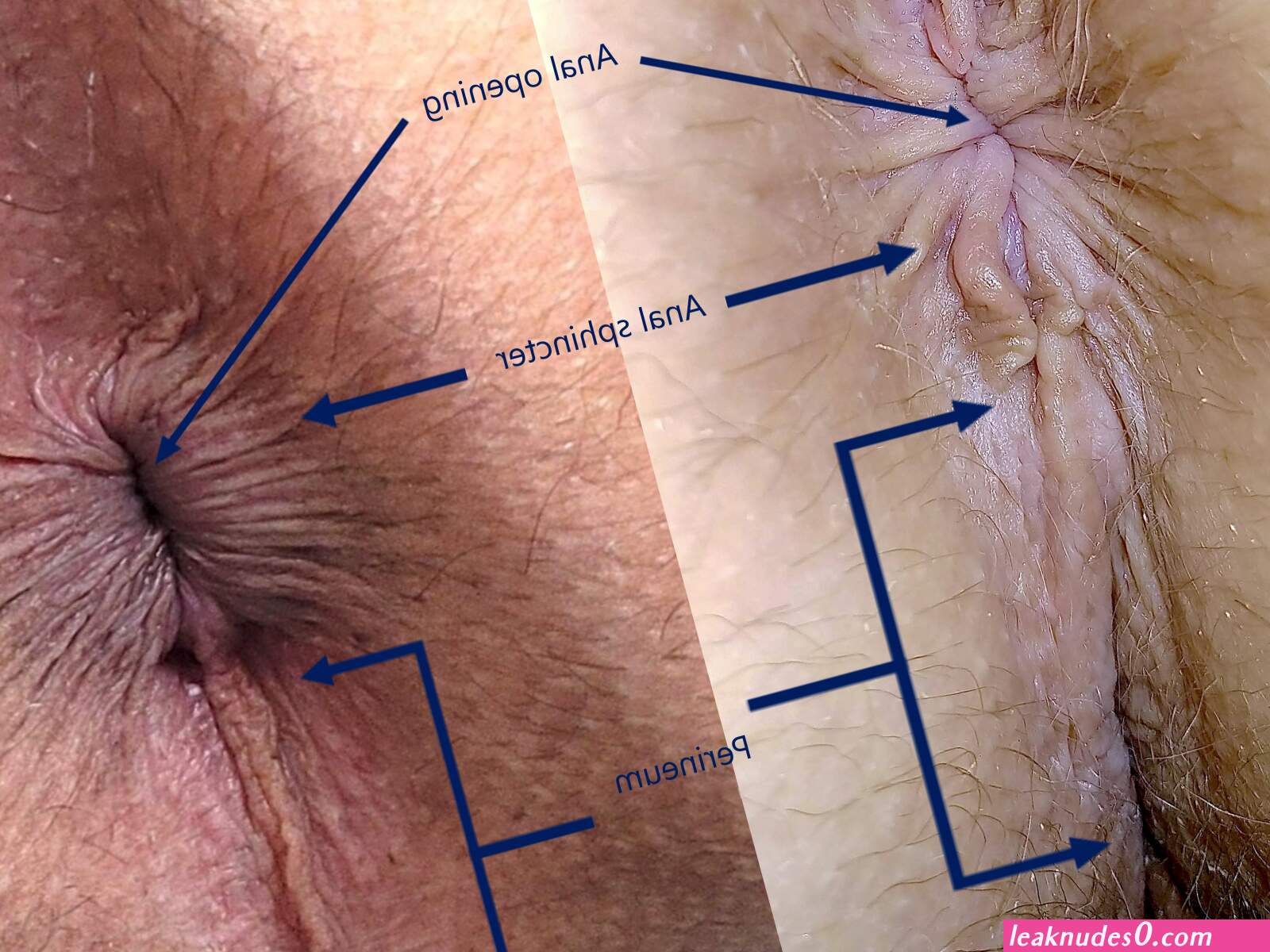 Pic anal (photos)